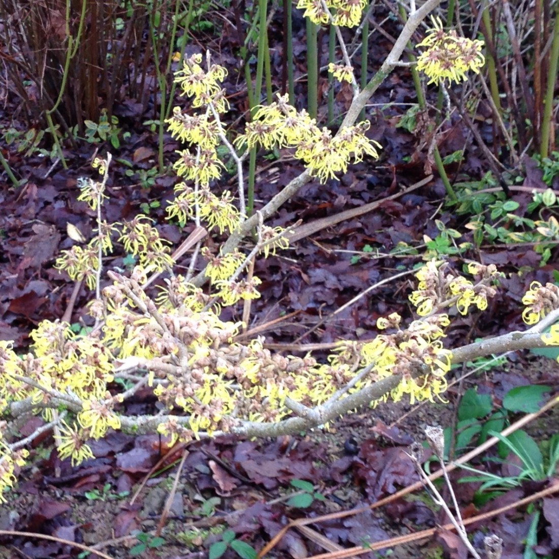 69D1DD28-6581-4E57-99C6-6D23971E228B