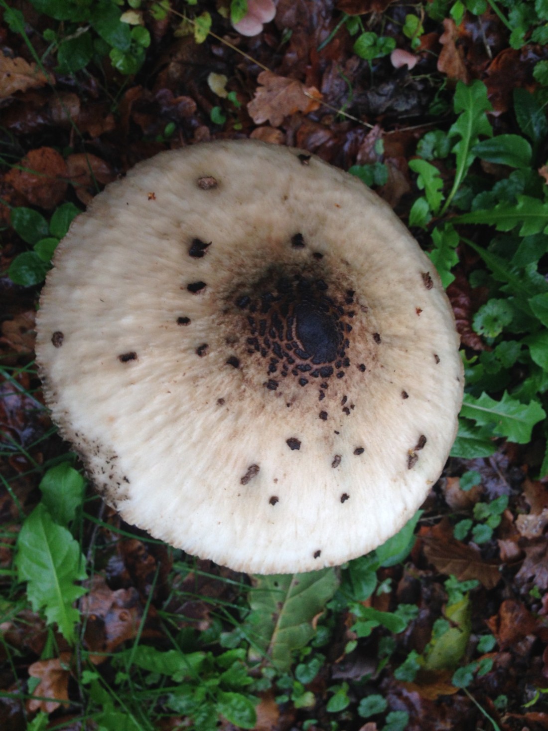 2DD8801F-928A-4274-8D52-DE3F2923B8C7