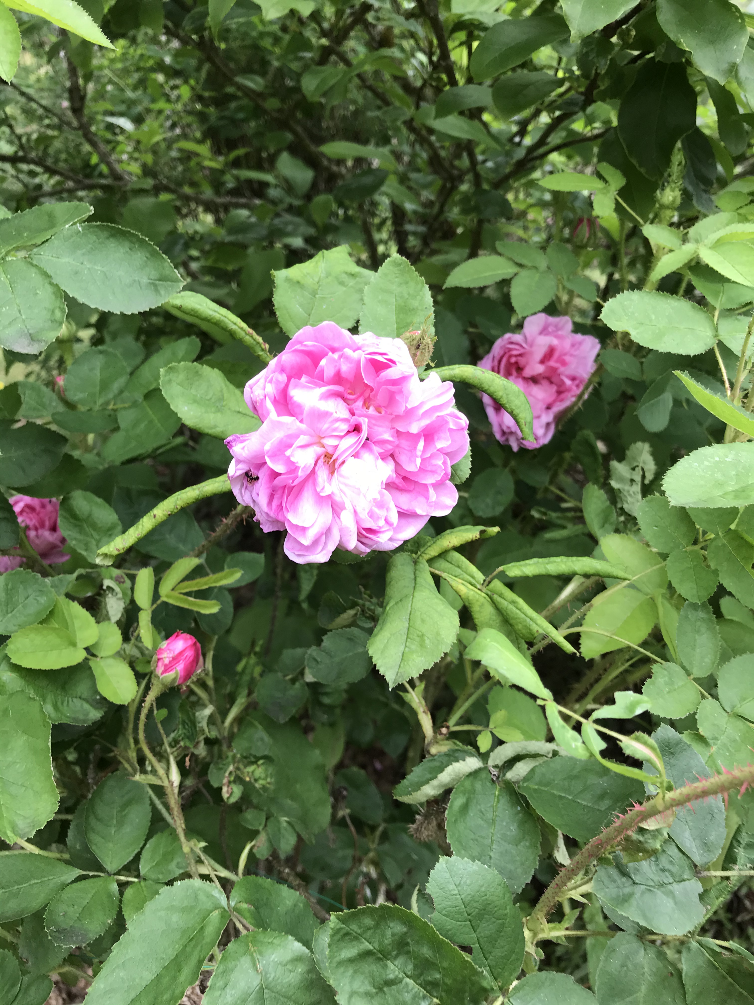 78E65AF4-2CD9-4FED-9BA0-531C5F17CE43